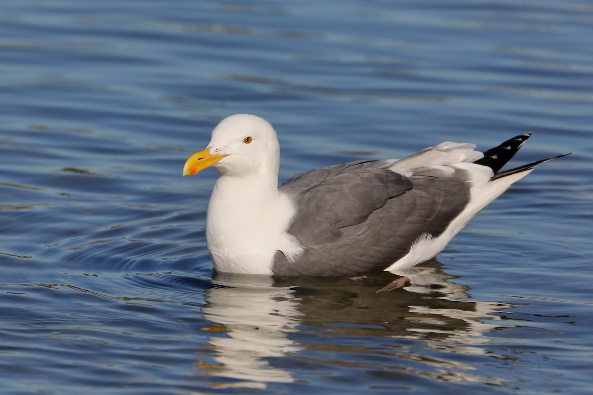 Western Gull - ML646713899