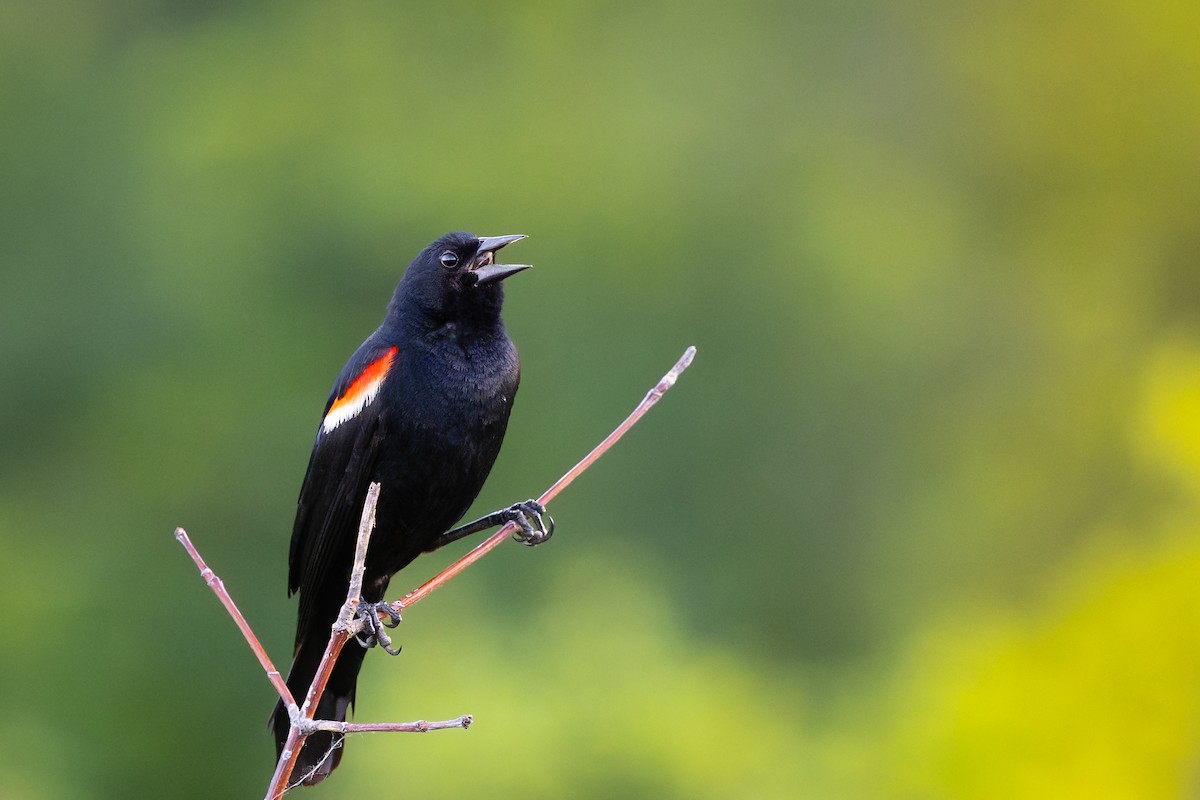 Red-winged Blackbird - ML646713900