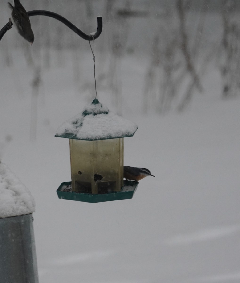 Rotbrustkleiber - ML646713901