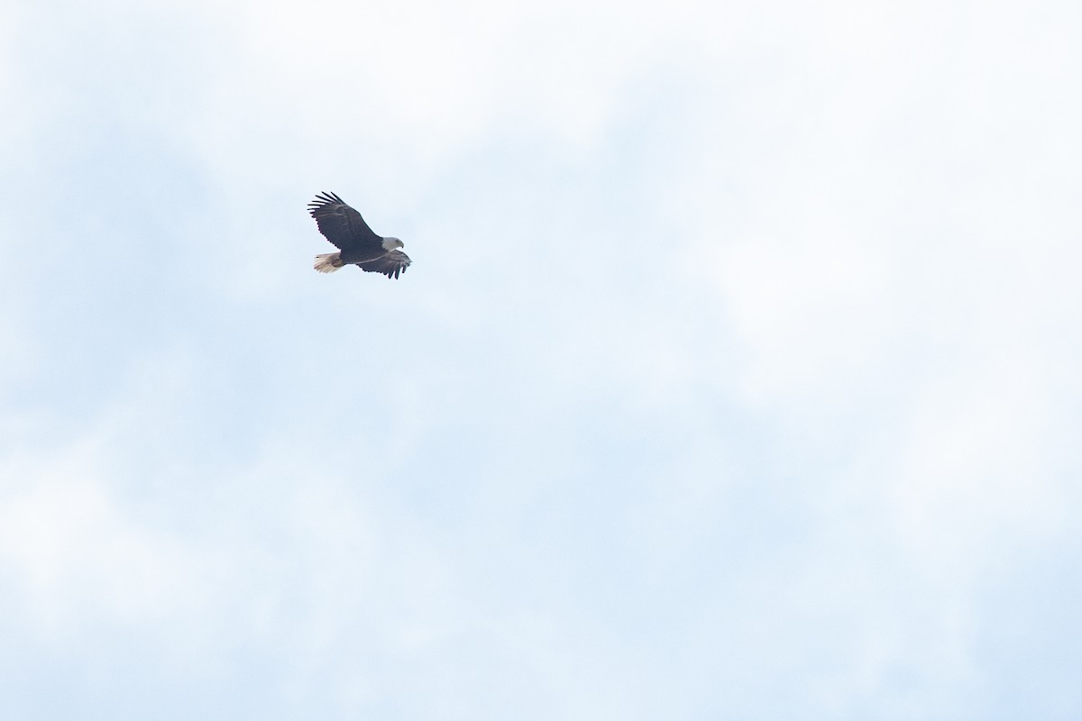 Bald Eagle - ML646713902