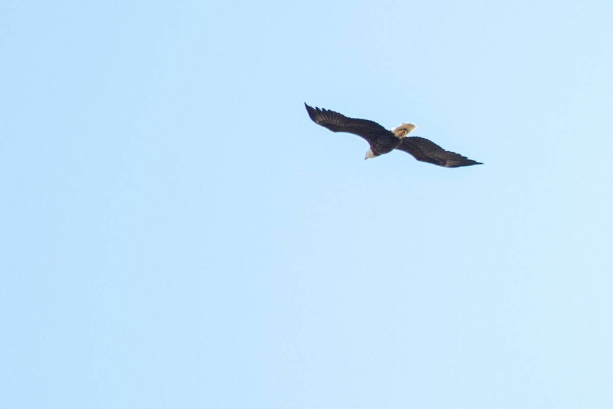 Bald Eagle - ML646713903