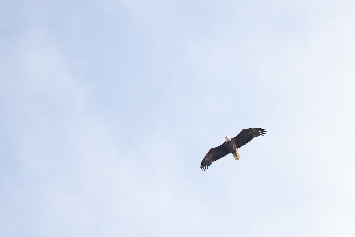 Bald Eagle - ML646713904