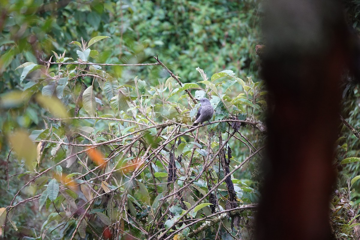 Dusky Piha - ML646713905