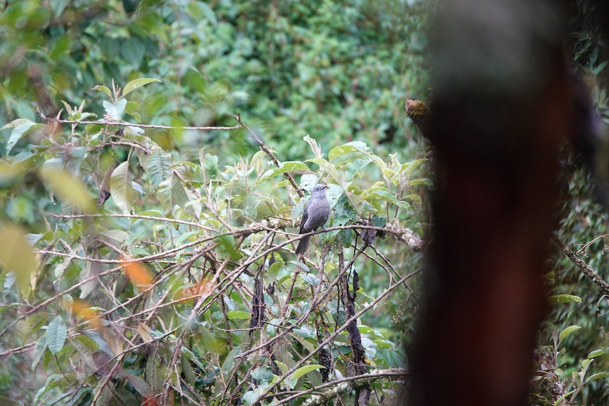 Dusky Piha - ML646713906