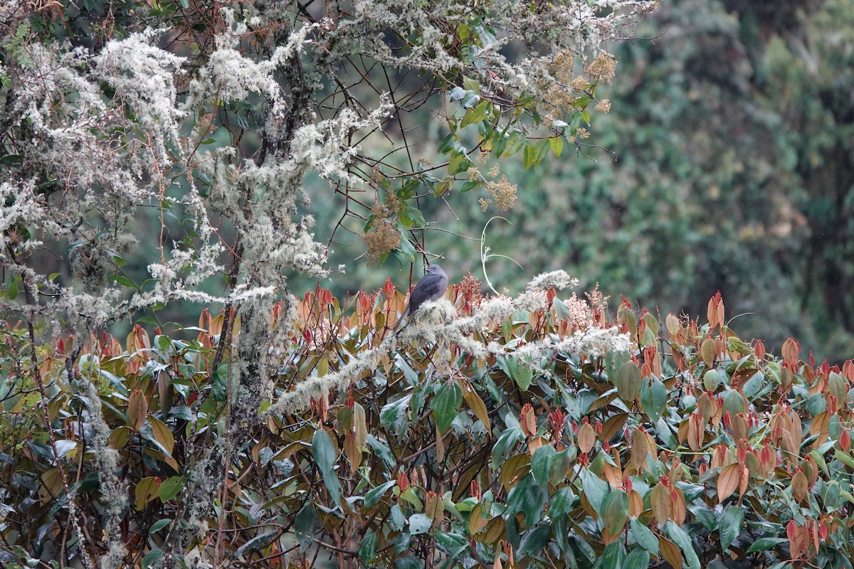 Dusky Piha - ML646713908