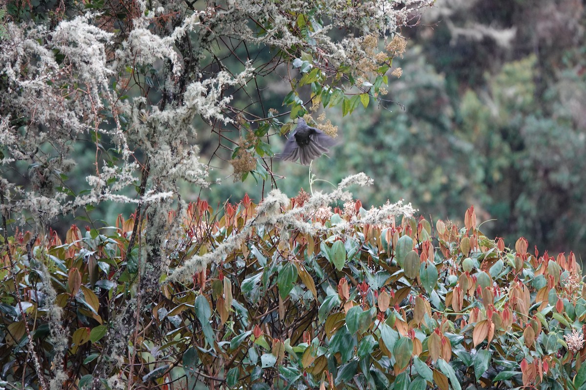 Dusky Piha - ML646713910