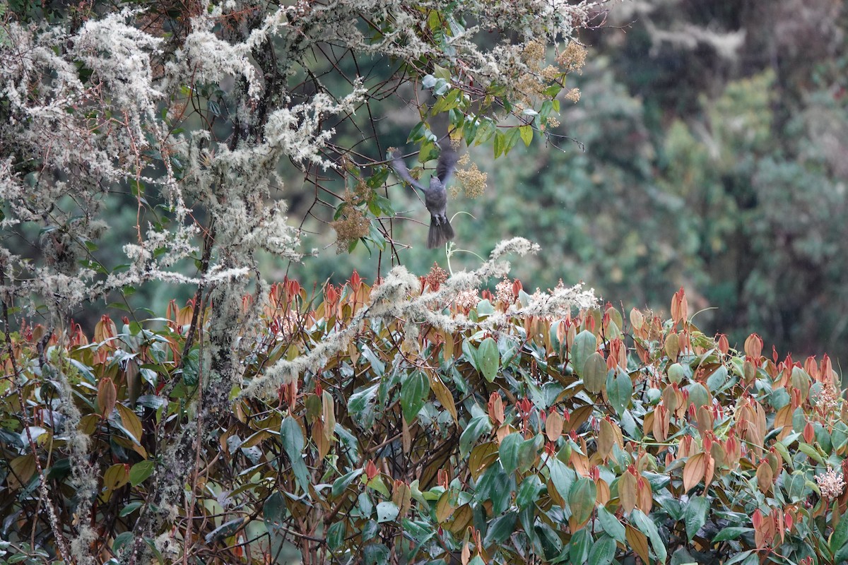 Dusky Piha - ML646713911