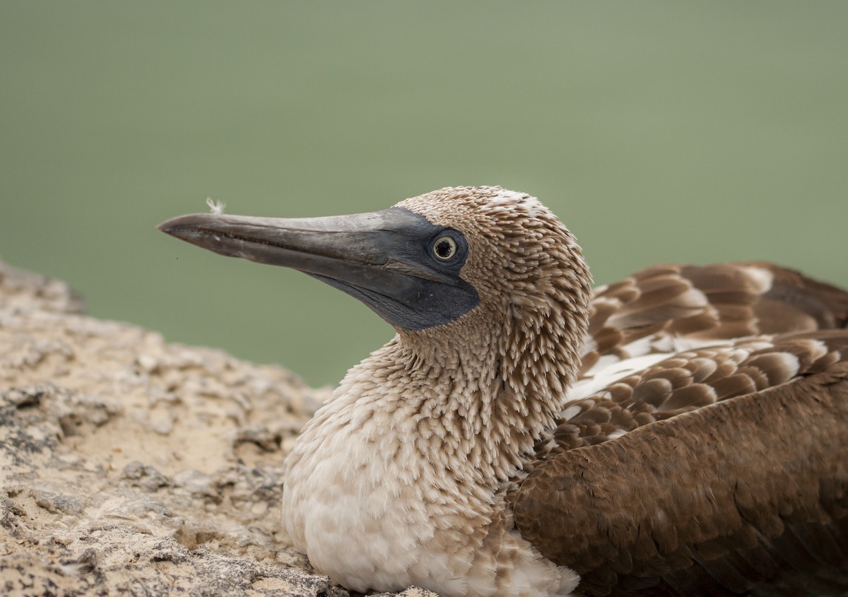 Blue-footed Booby - ML646713912