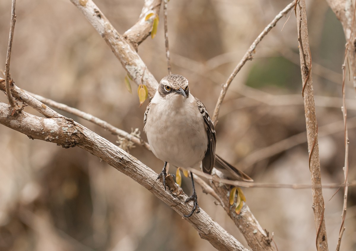 Galapagos Mockingbird - ML646713914