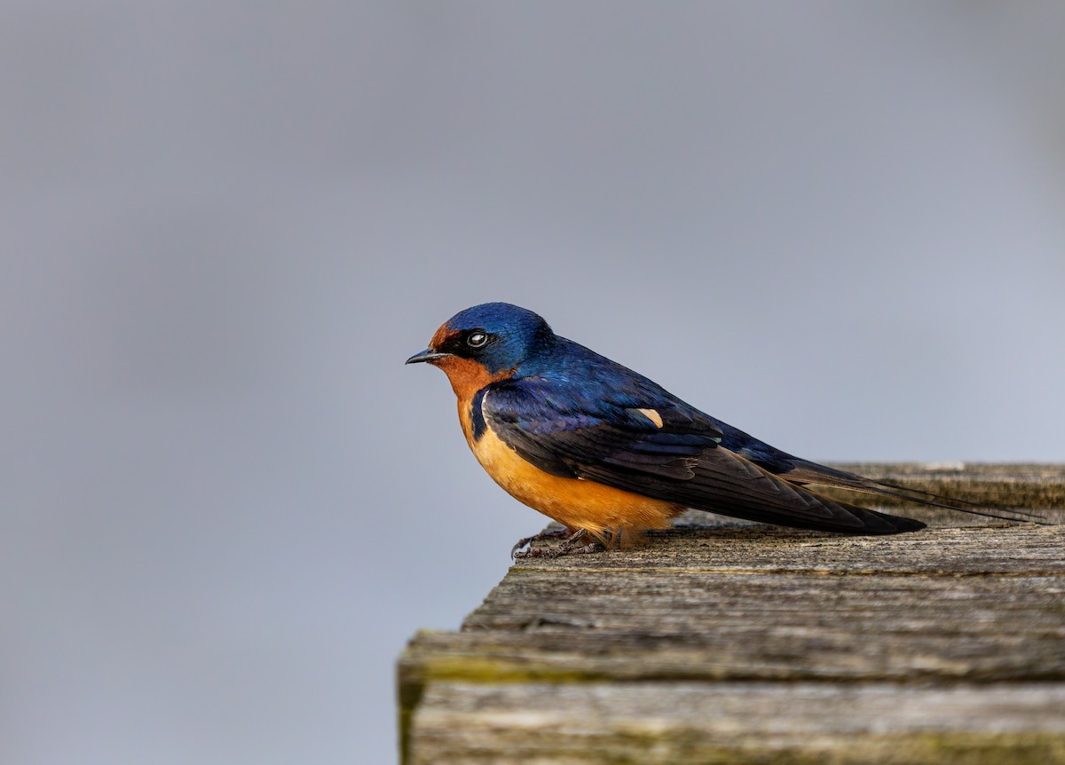 Barn Swallow - ML646713915