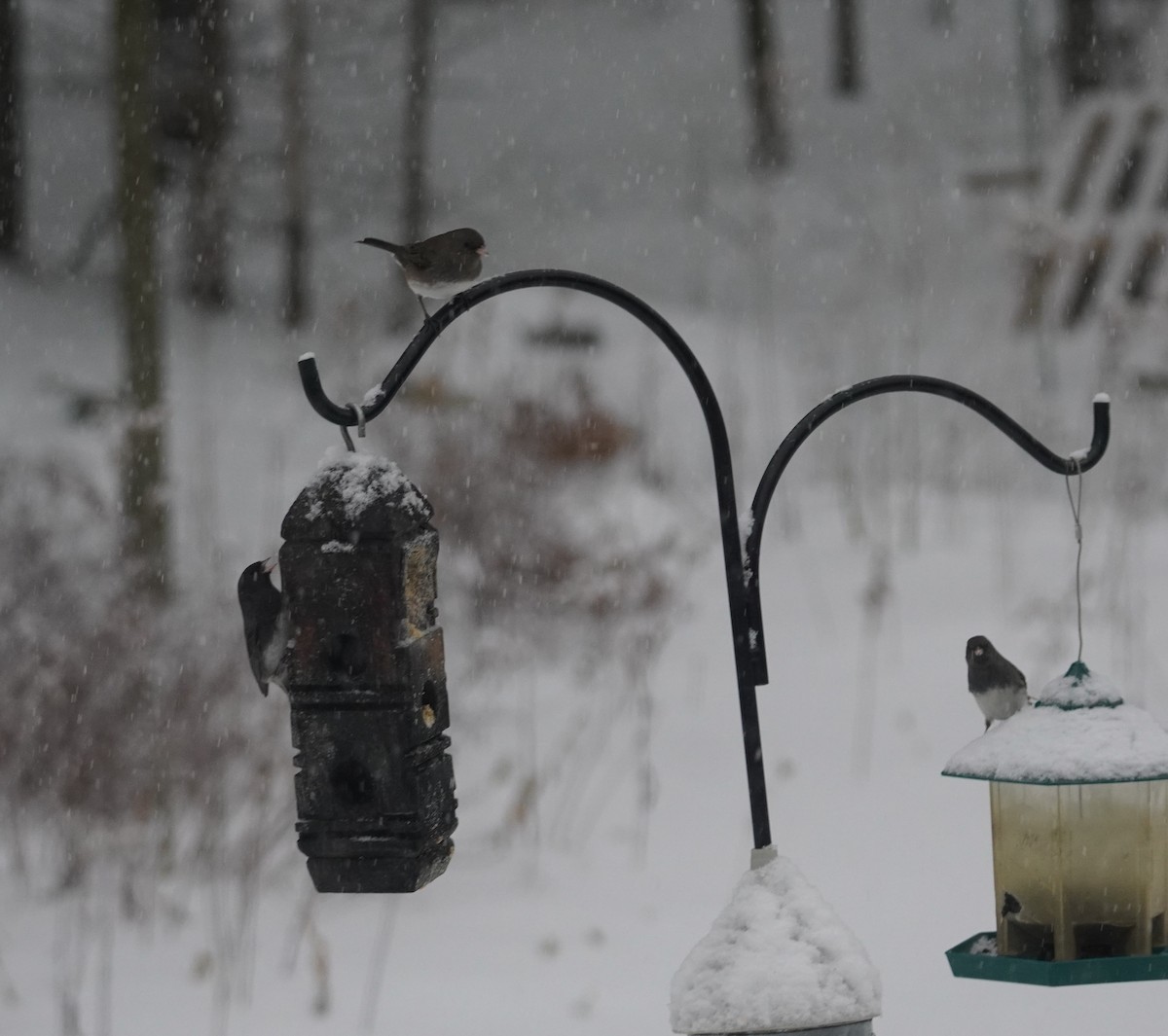 Winterammer - ML646713916