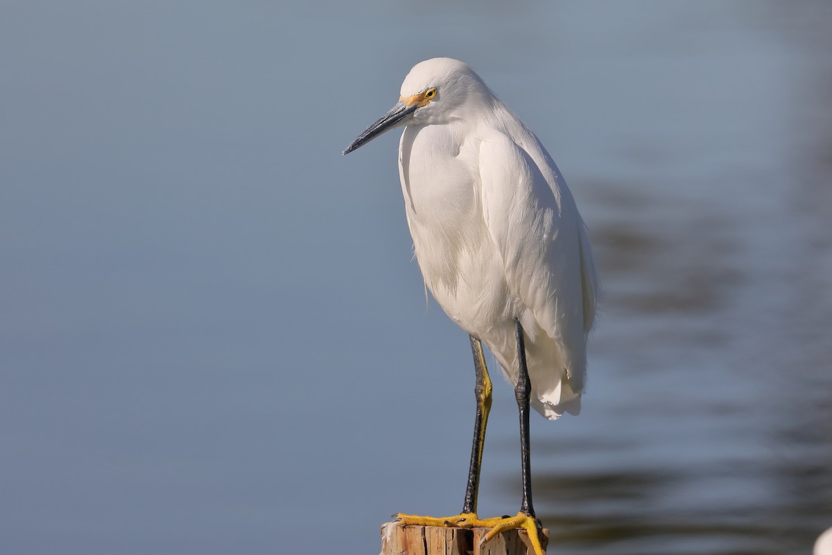 Чепура американська - ML646713917