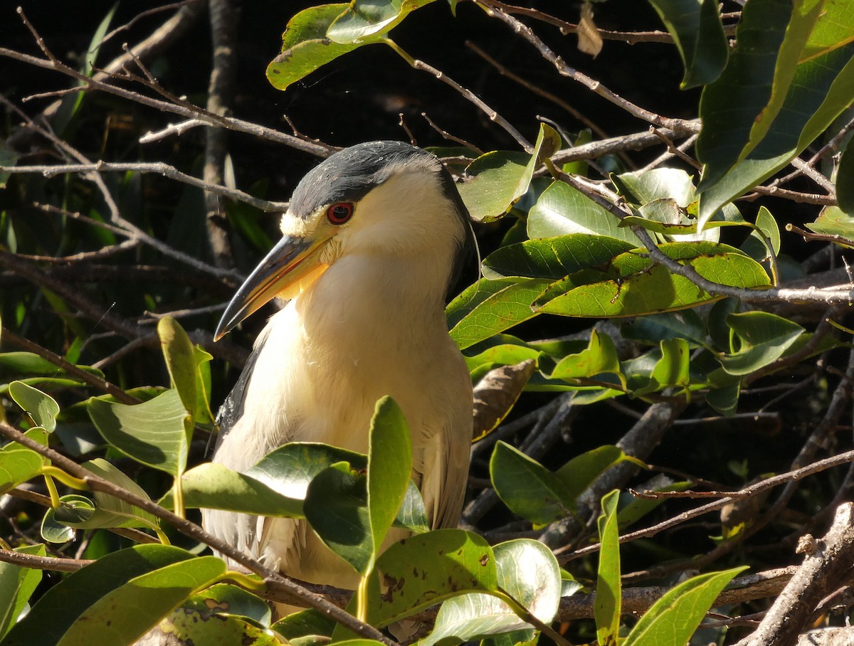 ゴイサギ - ML646713920