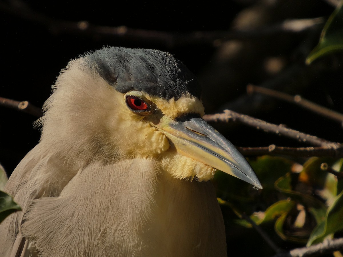 ゴイサギ - ML646713921