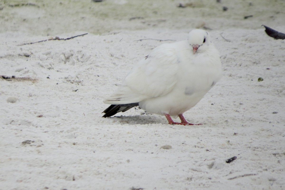 Rock Pigeon (Feral Pigeon) - ML646713922