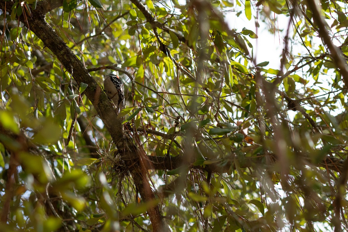 Downy Woodpecker - ML646713923
