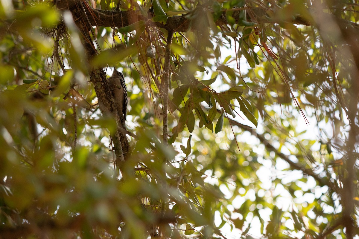 Downy Woodpecker - ML646713924