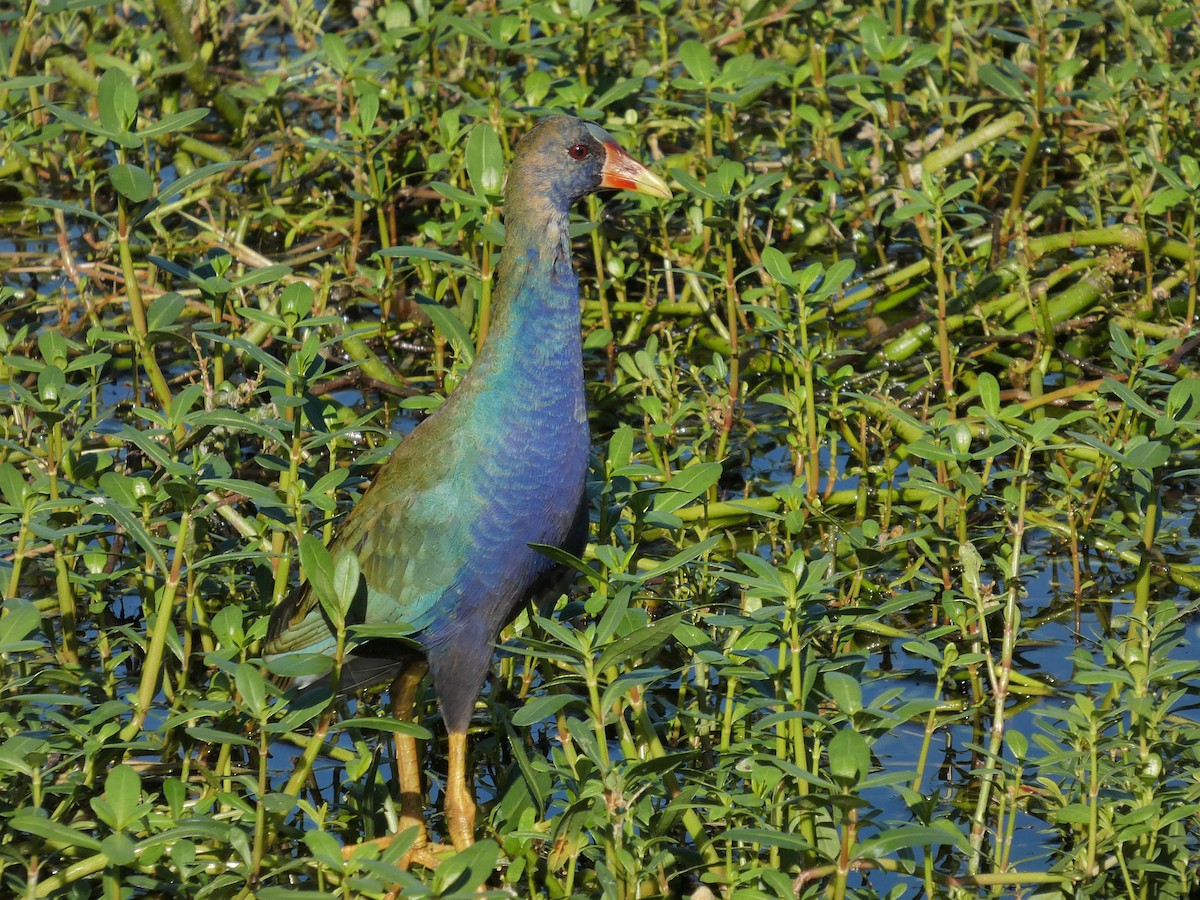 アメリカムラサキバン - ML646713933