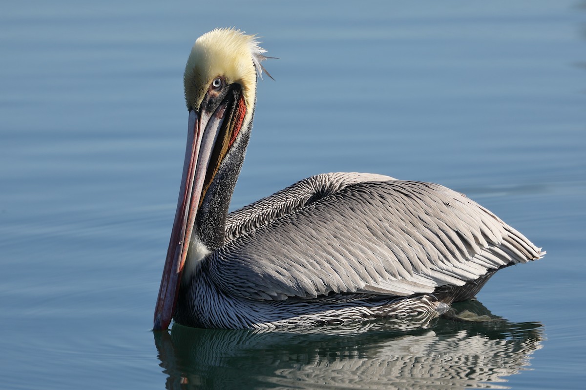 Пелікан бурий - ML646713934