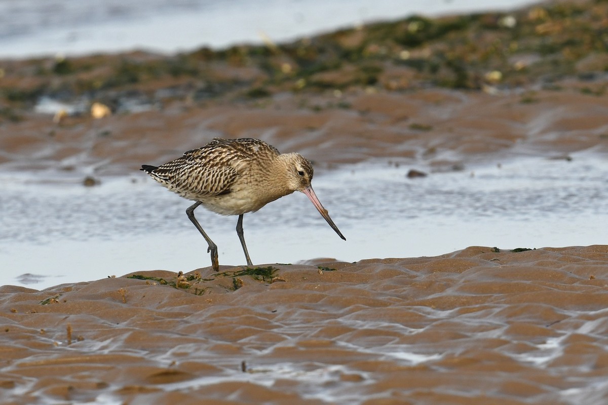 Bar-tailed Godwit - ML646713936