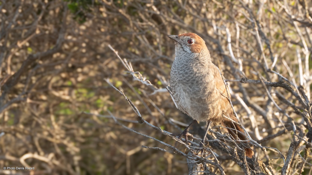 Rufous Bristlebird - ML646713937