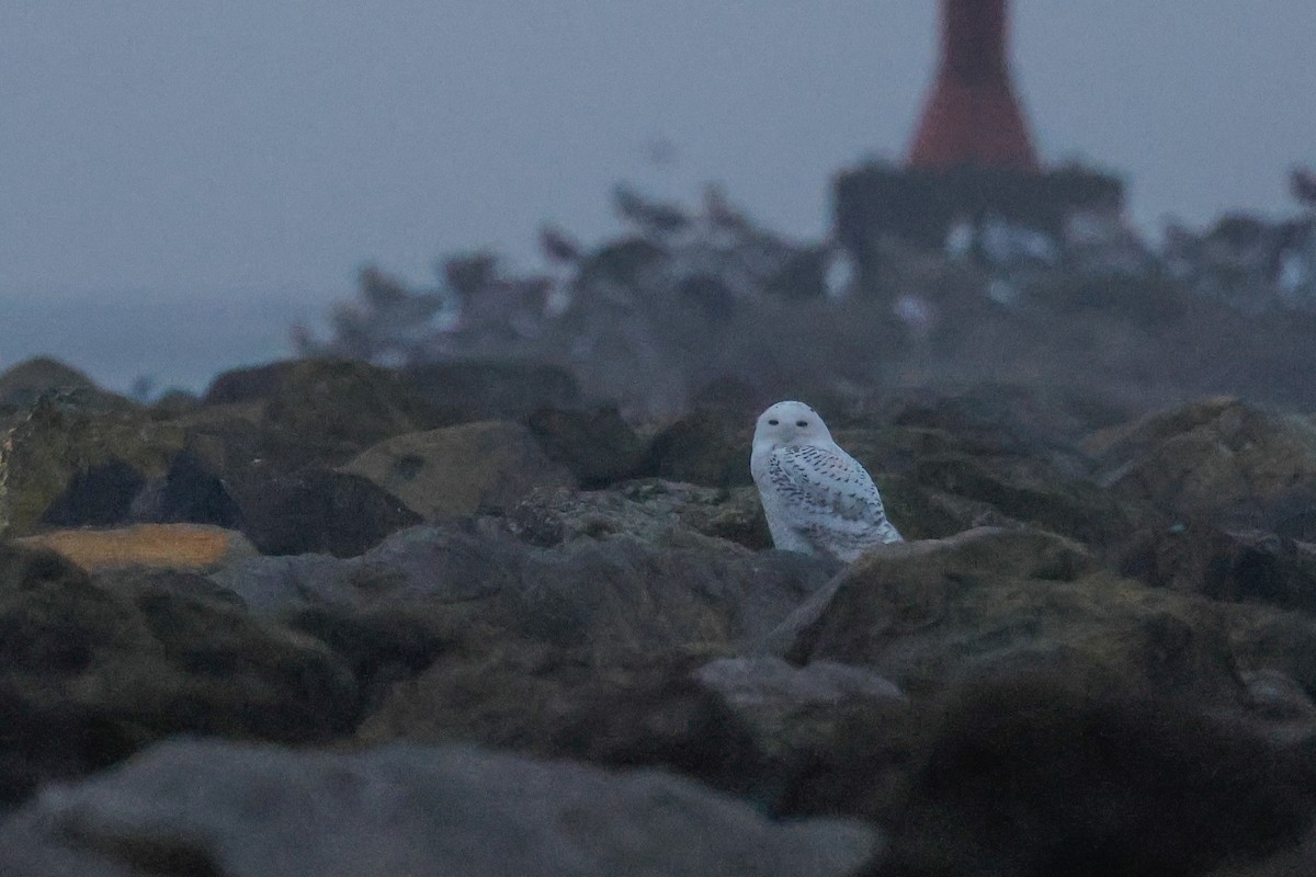 Snowy Owl - ML646713938