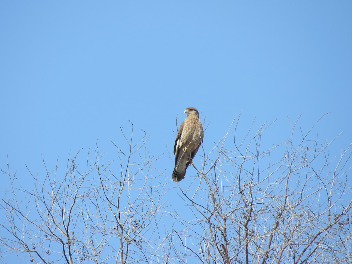 čimango argentinský - ML646713940