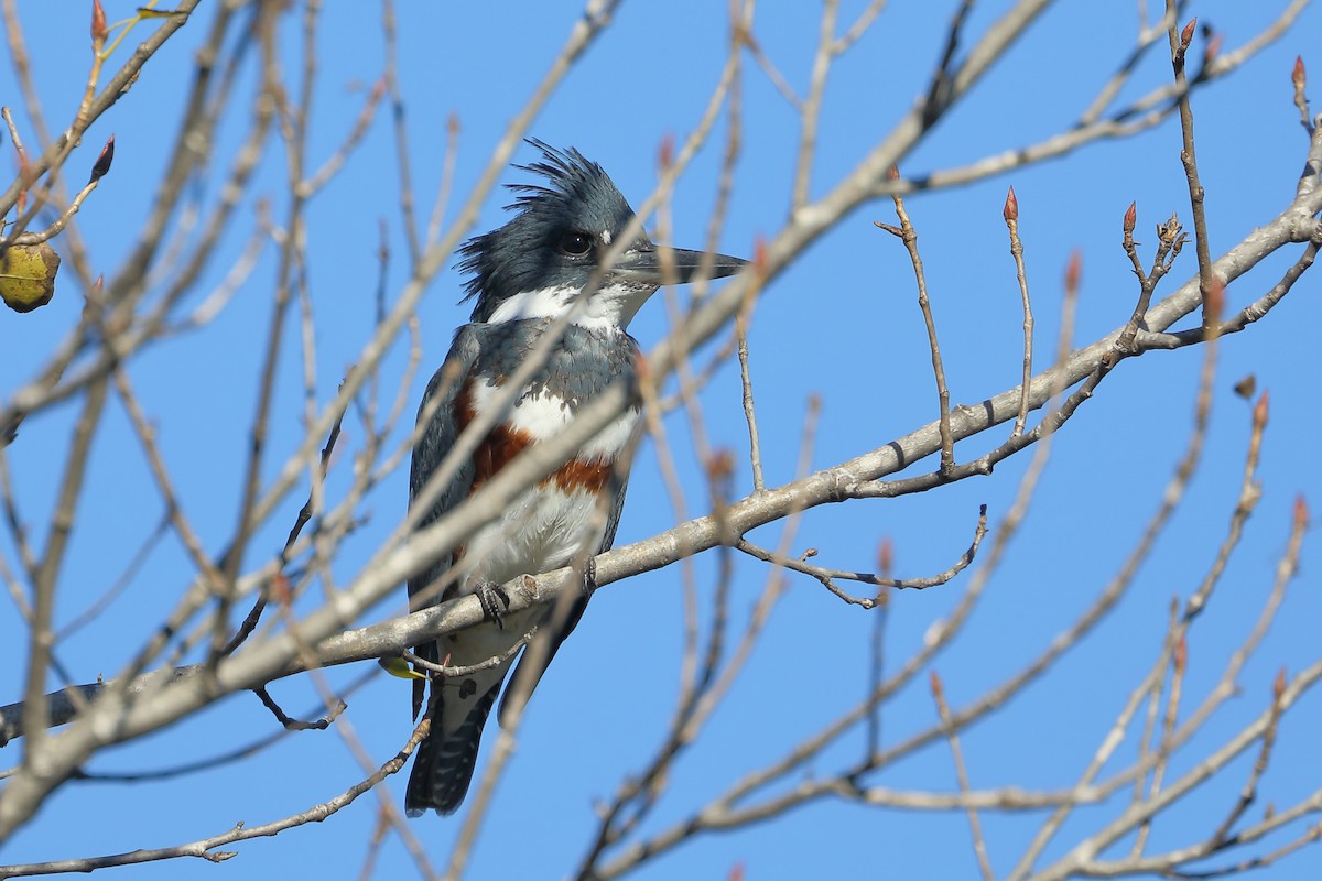 Рибалочка-чубань північний - ML646713941