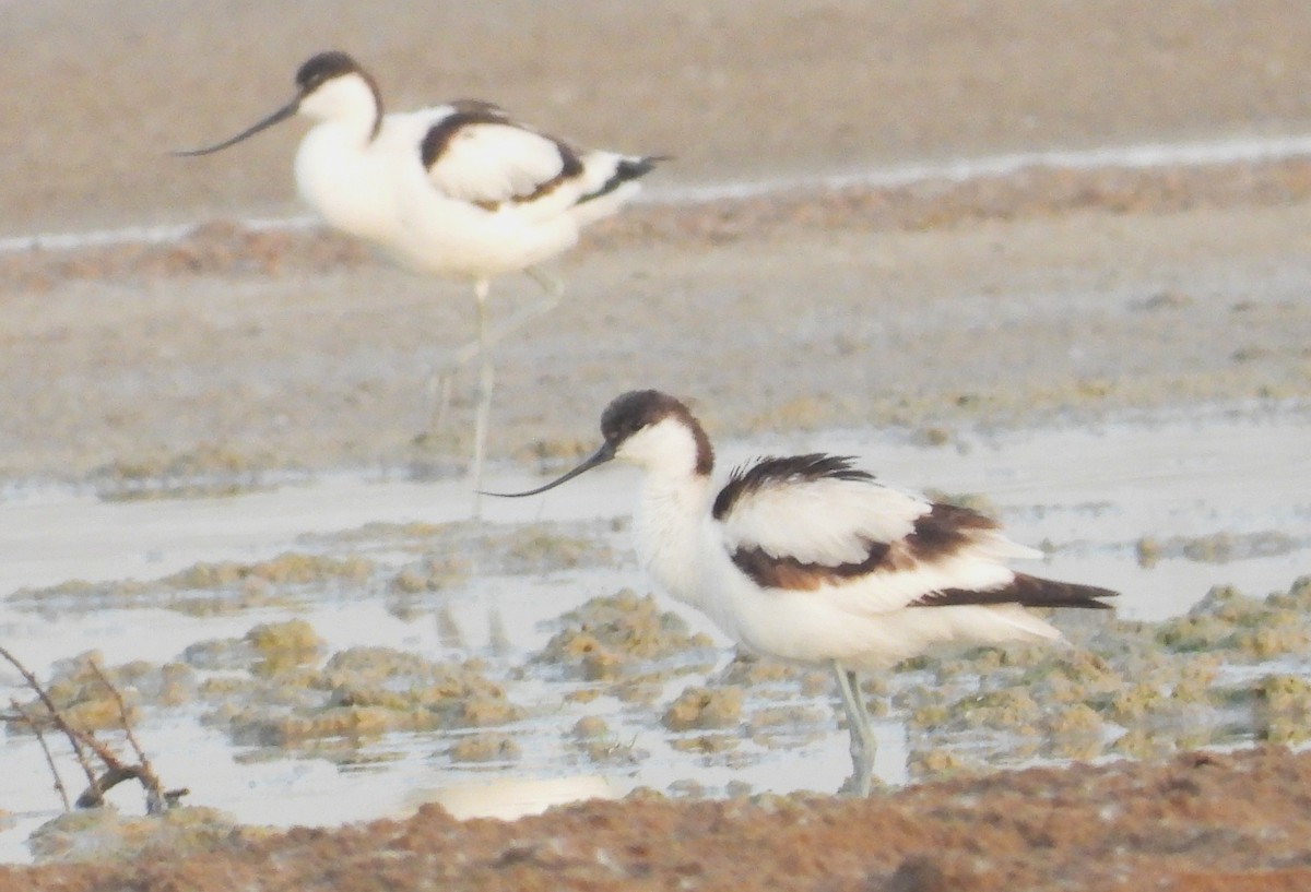 Pied Avocet - ML646713948