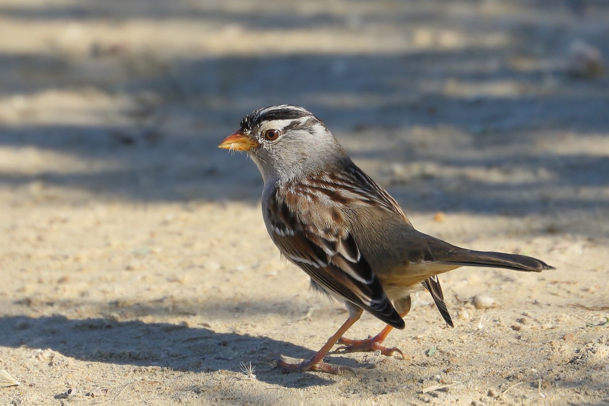 Бруант білобровий - ML646713949
