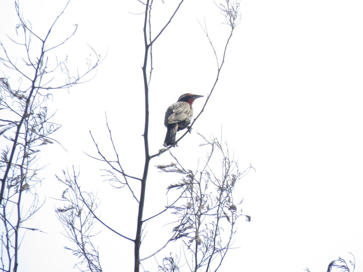 Long-tailed Meadowlark - ML646713951