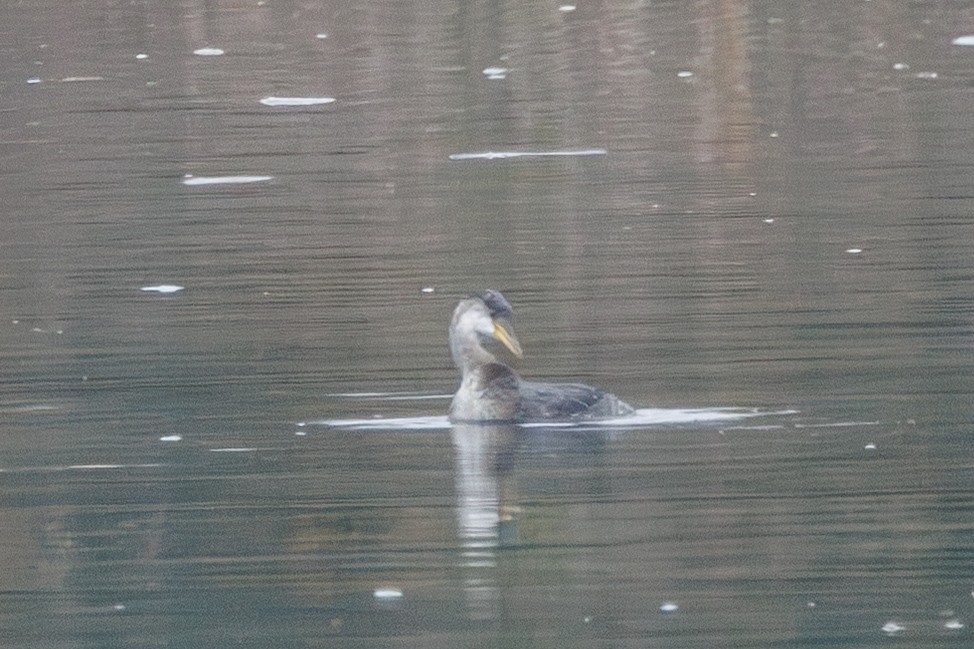 Grèbe jougris - ML646713953