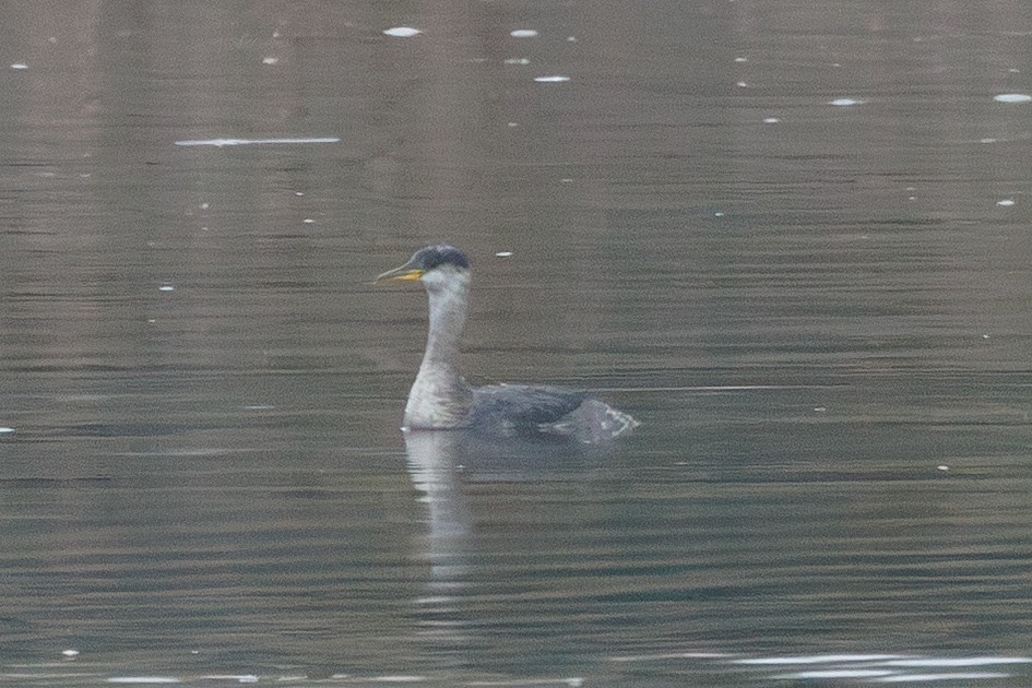 Grèbe jougris - ML646713955