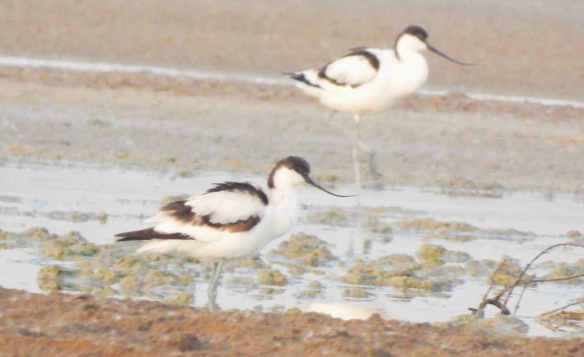 Pied Avocet - ML646713956