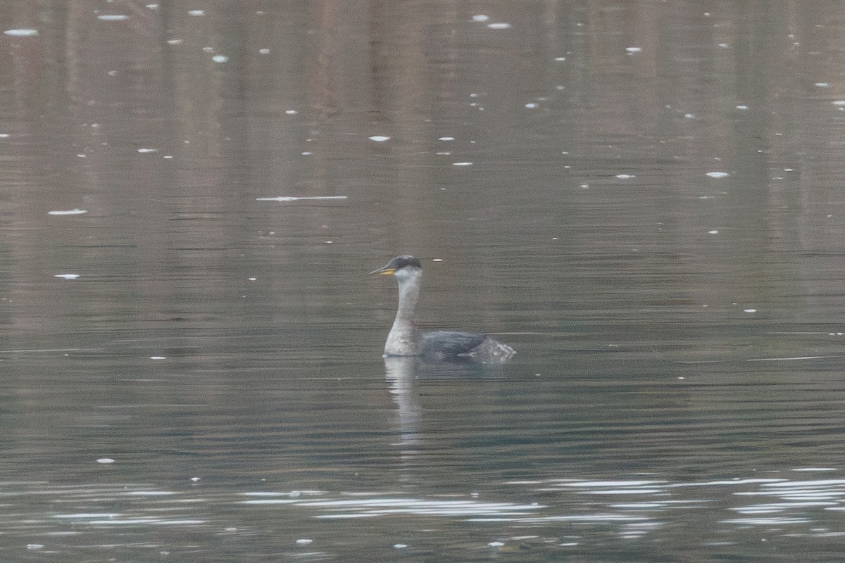 Grèbe jougris - ML646713957