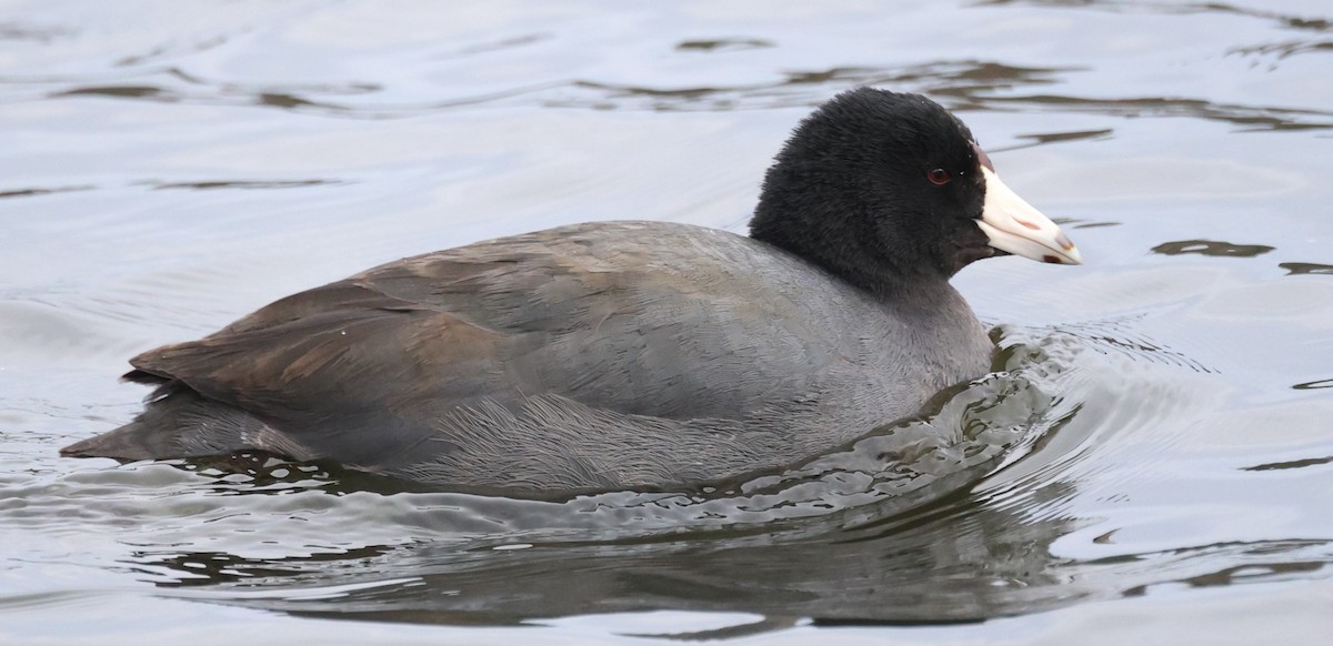 Лиска американська - ML646713958