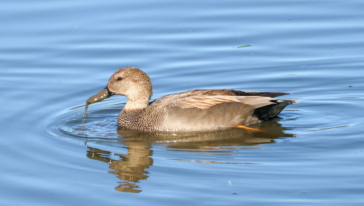 Серая утка - ML646713964