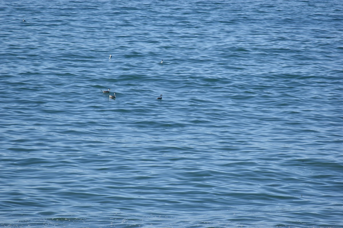 Achichilique Común - ML646713965