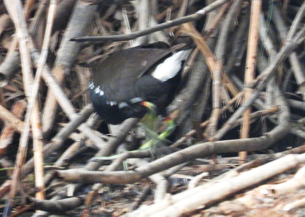 Gray-headed Swamphen - ML646713967