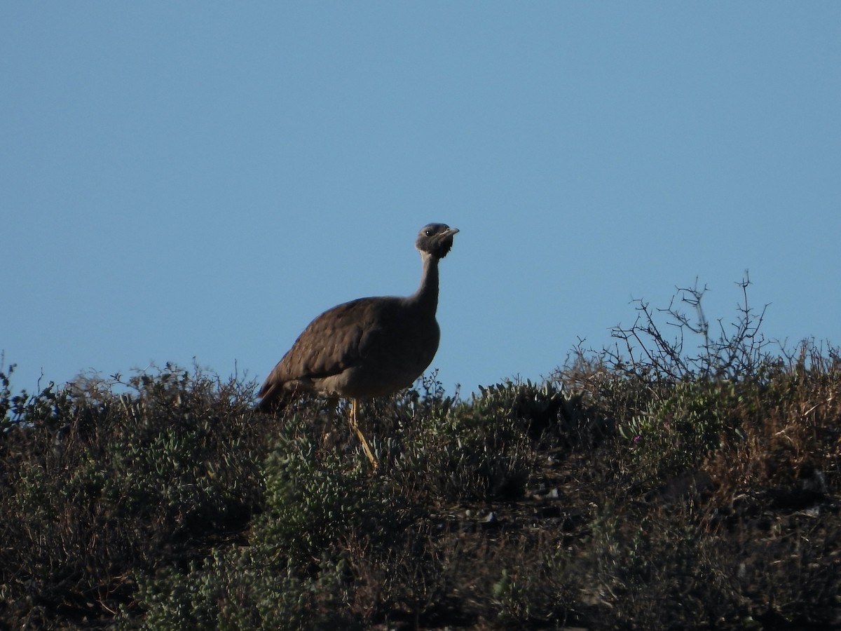 Черногорлый корхан - ML646713970