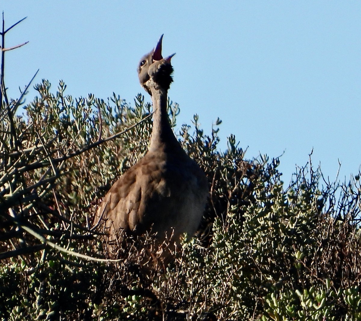 Черногорлый корхан - ML646713971