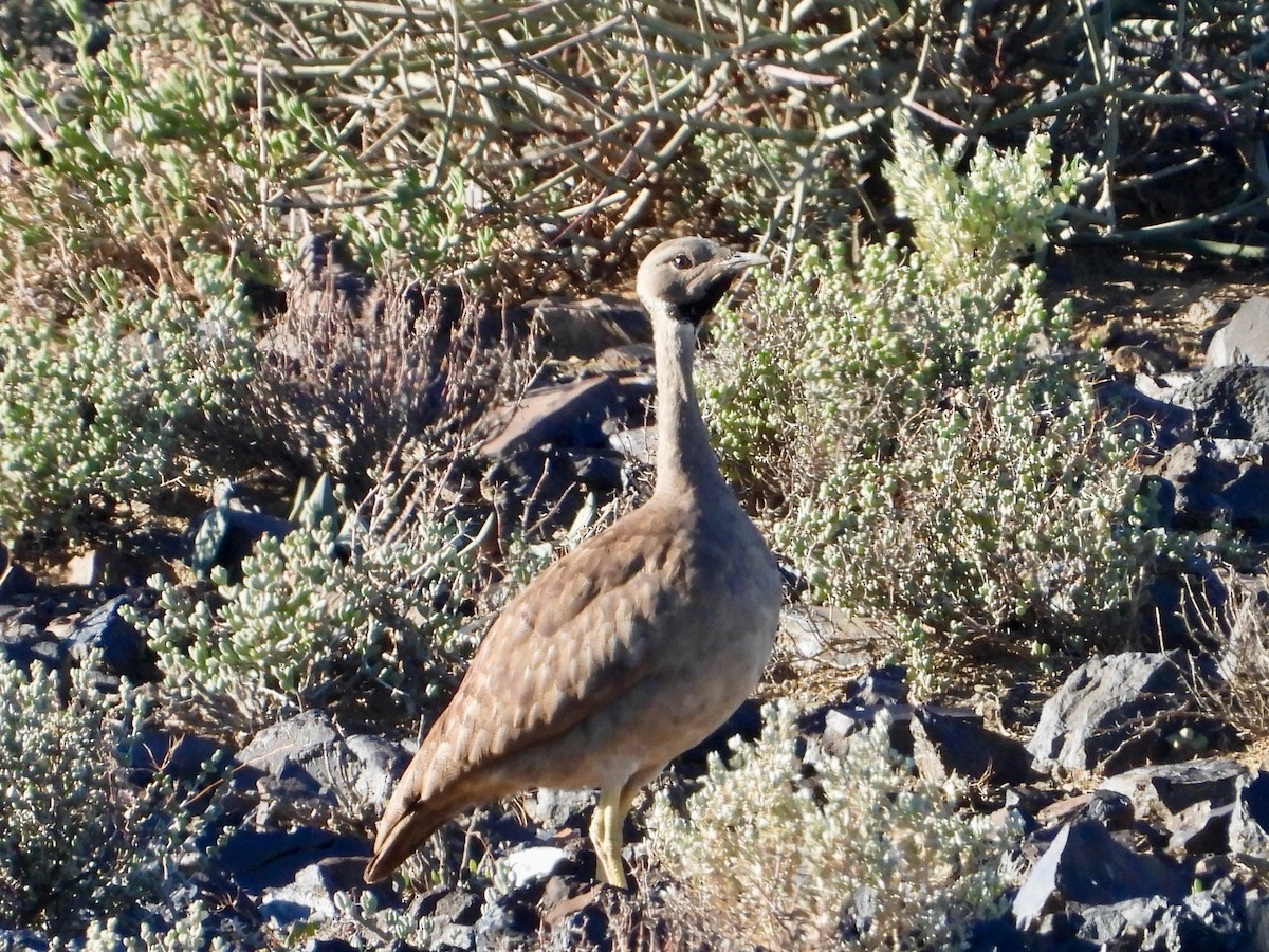 Черногорлый корхан - ML646713972