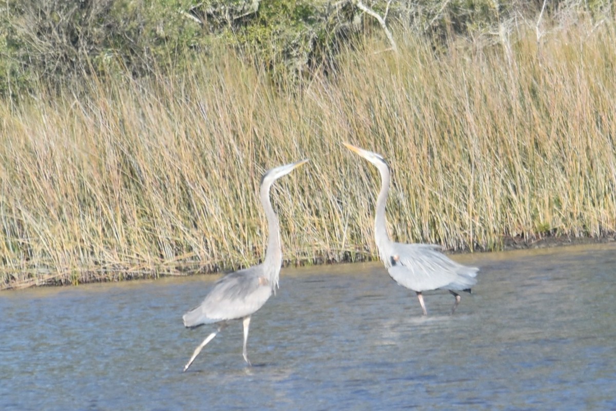 Great Blue Heron - ML646713973