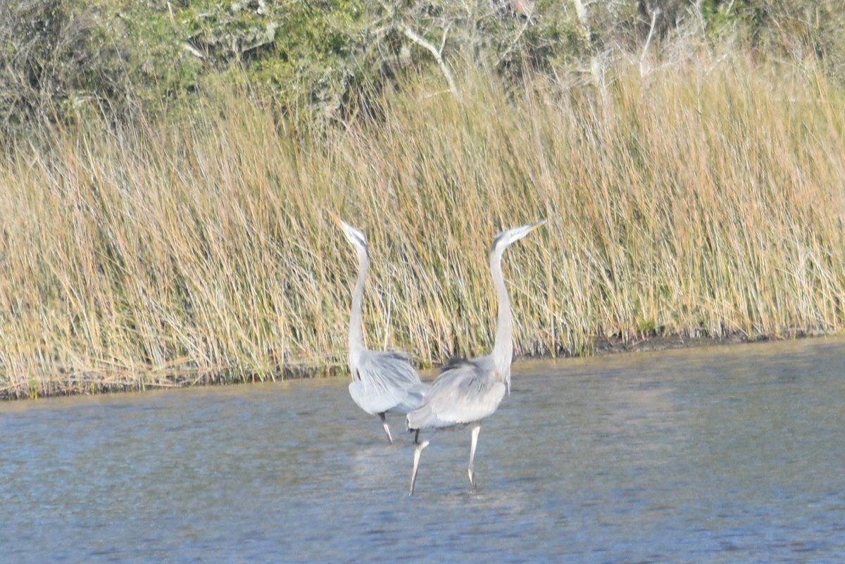Great Blue Heron - ML646713974