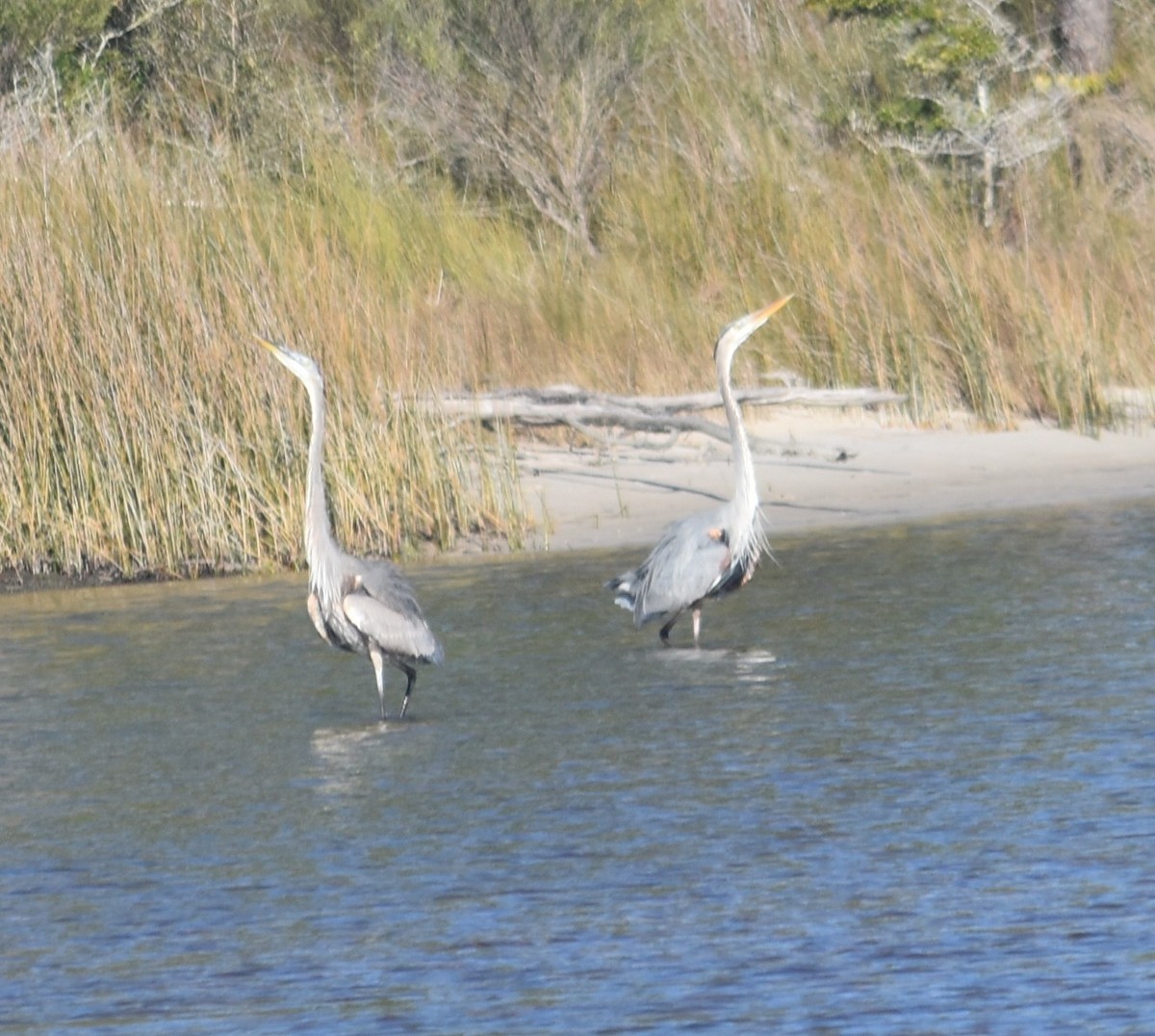 Great Blue Heron - ML646713975