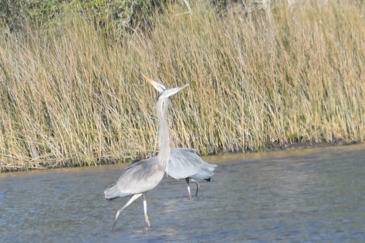 Great Blue Heron - ML646713976