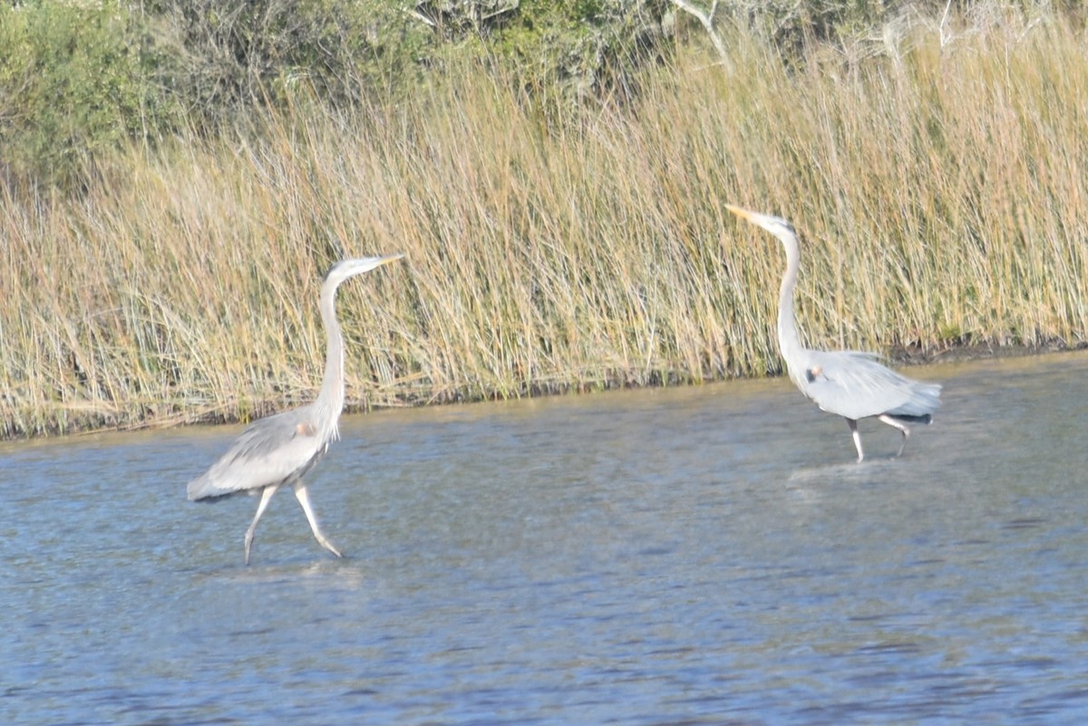 Great Blue Heron - ML646713977