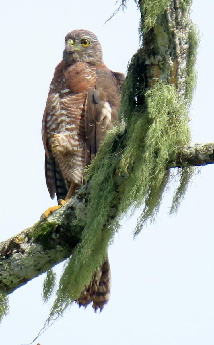 Brown Goshawk - ML646713981