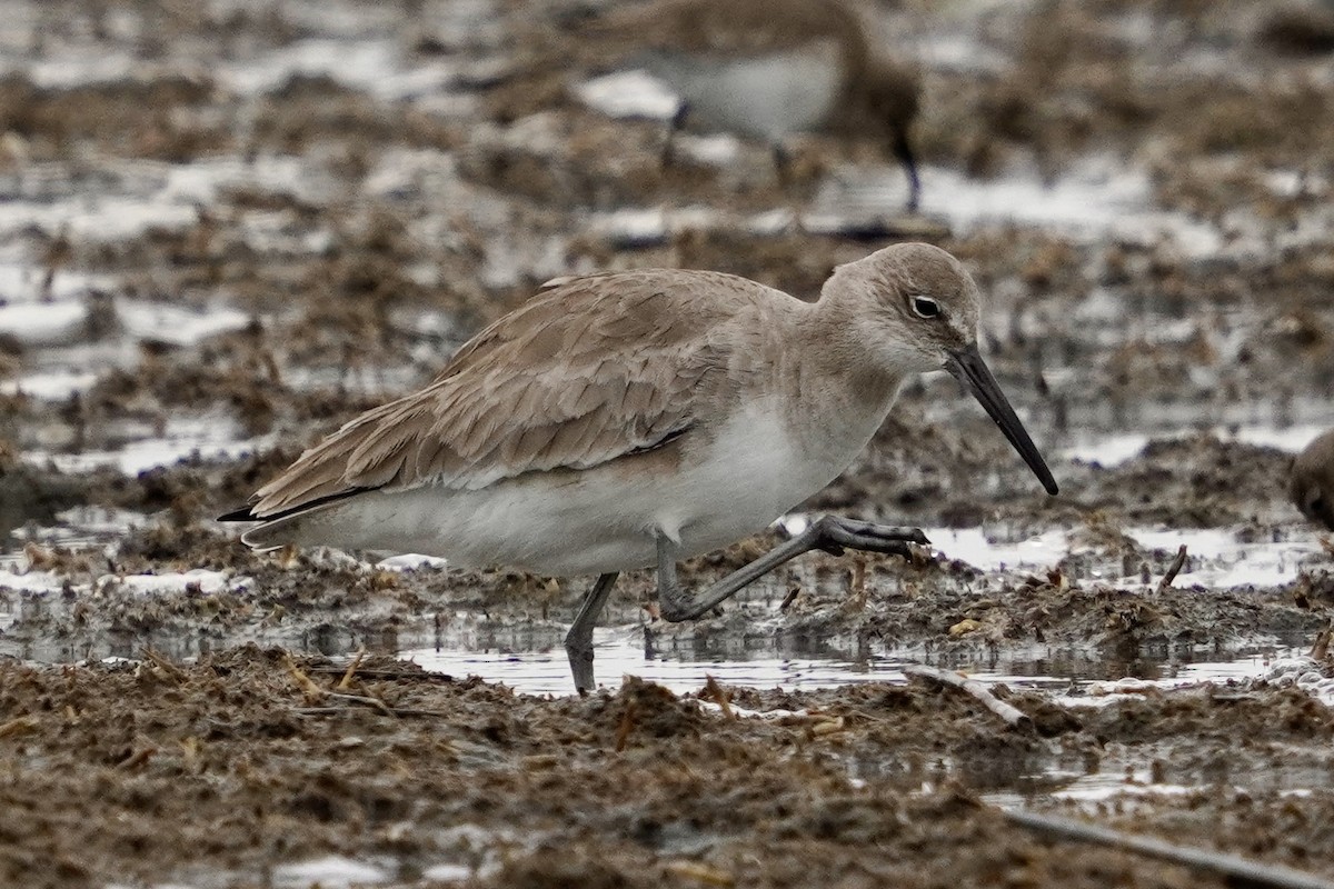 Willet - ML646713983