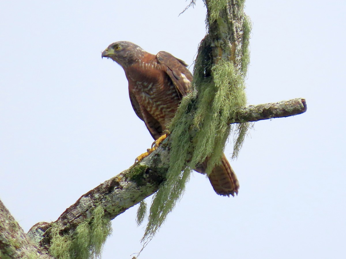 Brown Goshawk - ML646713984